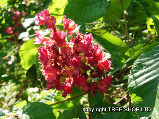 Red Horse Chestnut Tree