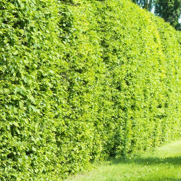 Hedge plants