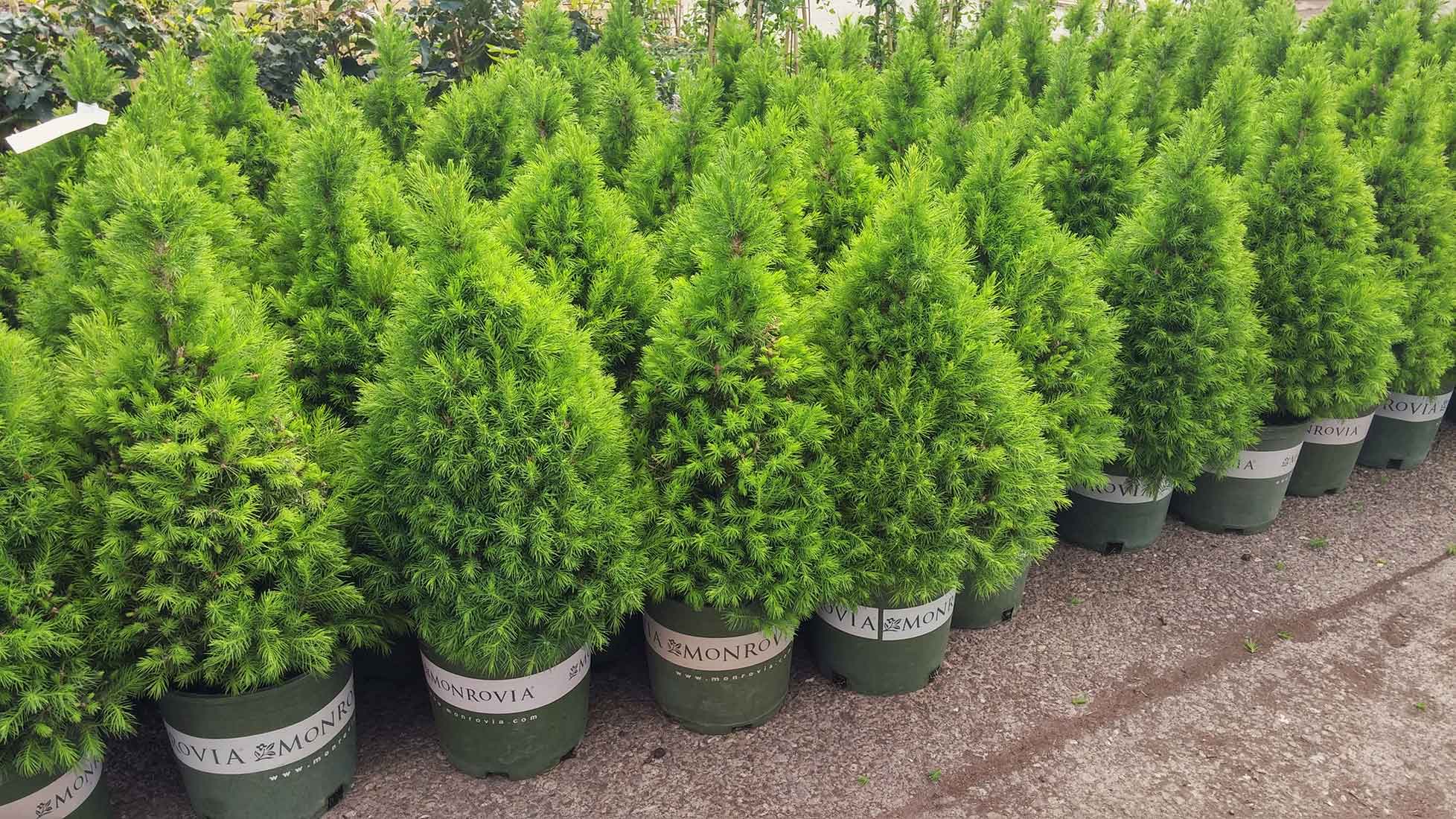 POTTED TREES AND SHRUBS  Tree Nursery UK