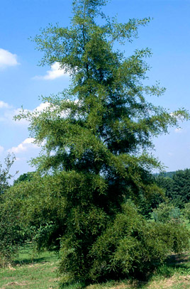Royal Alder tree