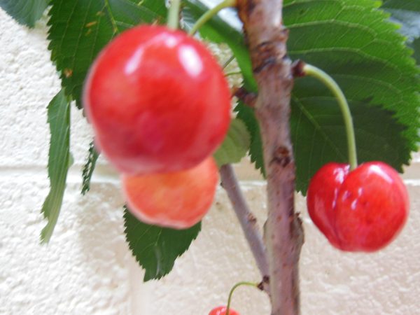 cherry patio tree