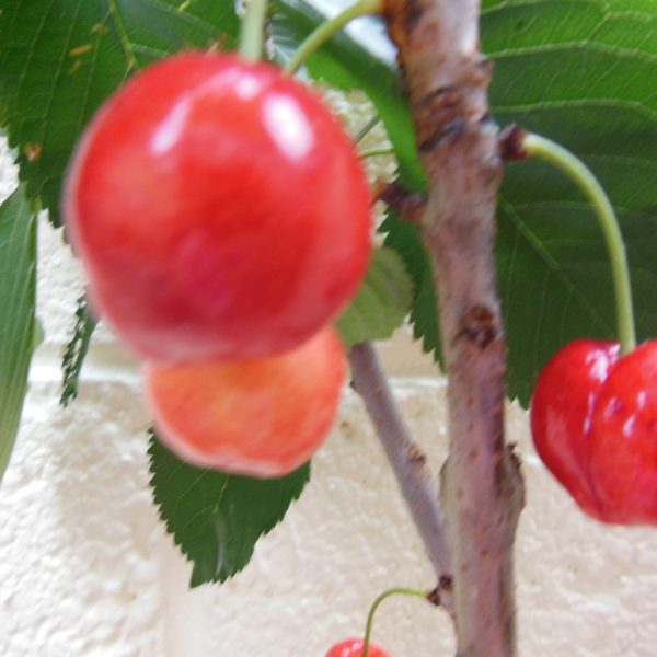 cherry patio tree