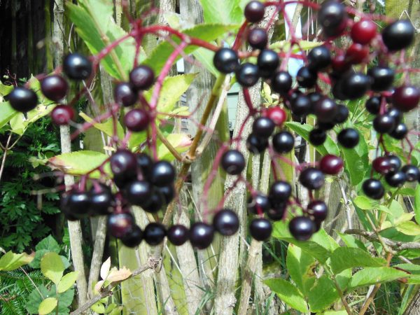 Elder Berry tree
