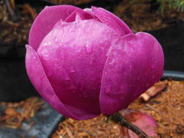 Magnolia 'Black Tulip'