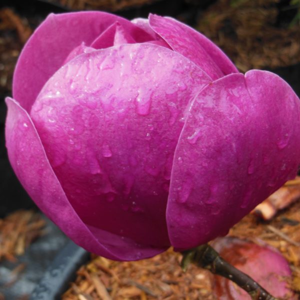 Magnolia 'Black Tulip'