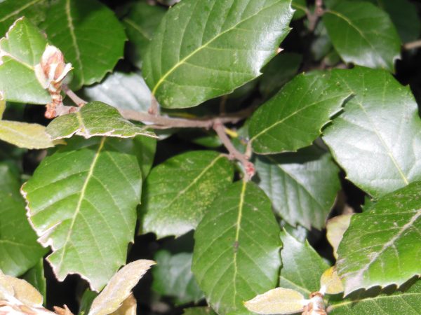 Holm Oak (Quercus Ilex)