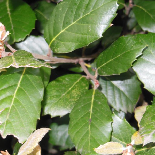 Holm Oak (Quercus Ilex)