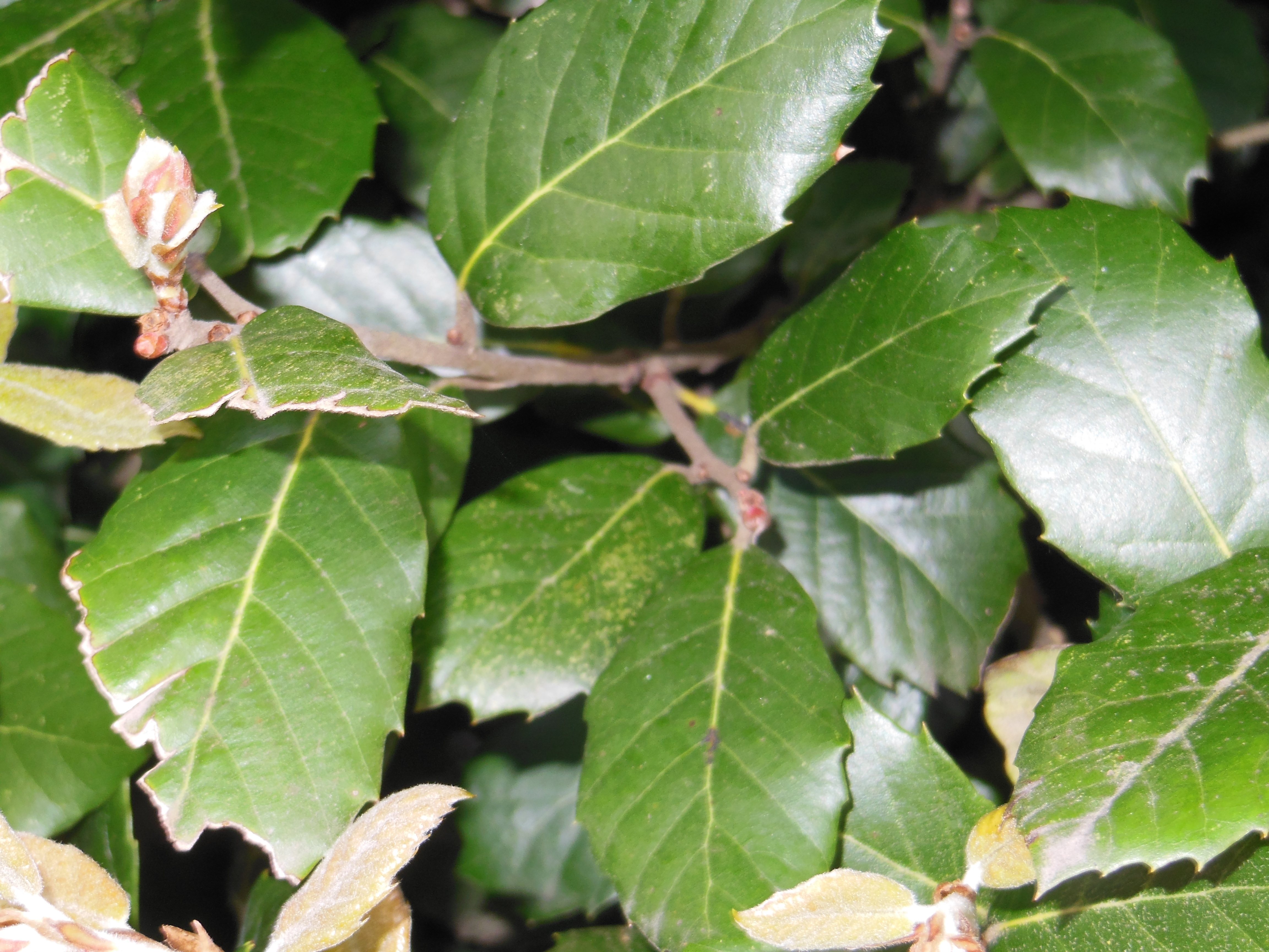 HOLM OAK hedging (Quercus Ilex) - Tree Nursery UK