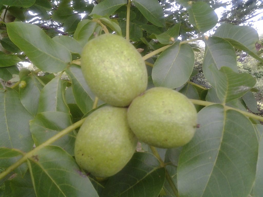 Persian Walnut (Juglans regia) 7 Common Walnut trees