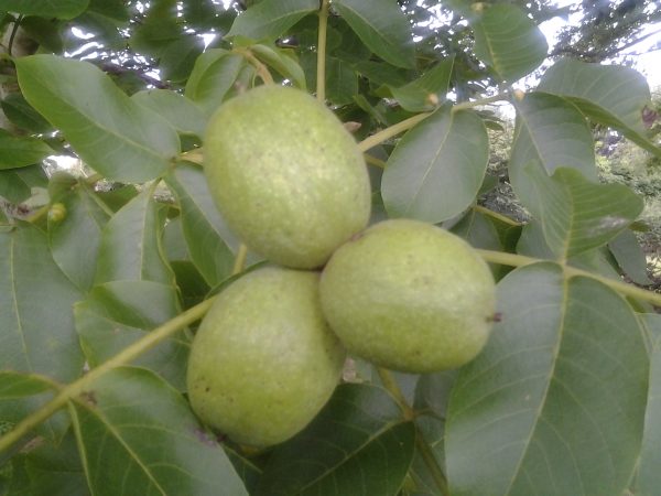Common walnut tree