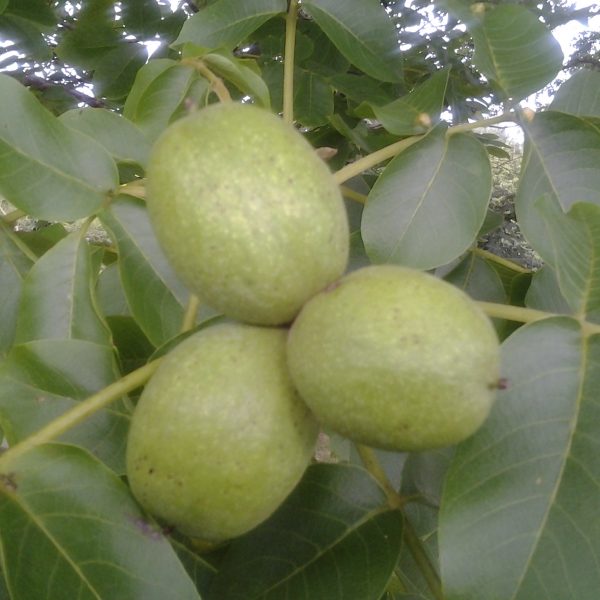 Common walnut tree