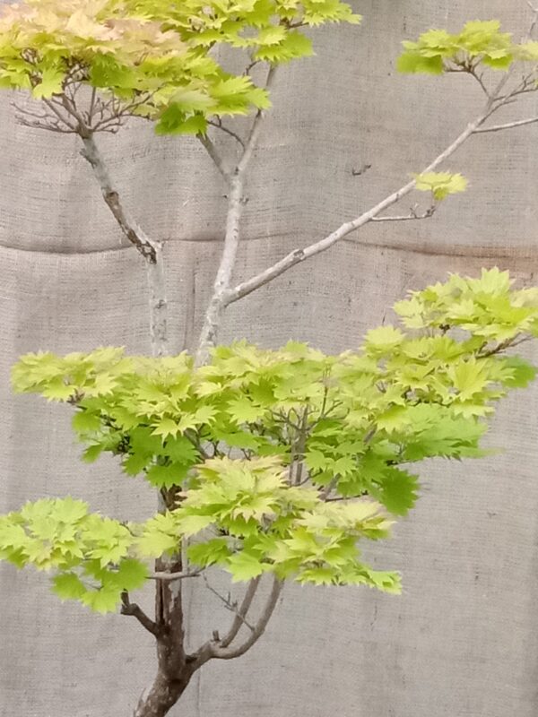 Golden Japanese Maple Tree - Image 3