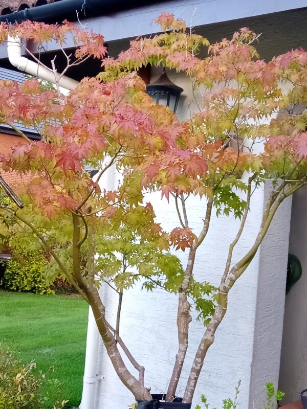 Japanese Maple Tree - Image 3