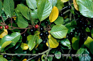 Alder buckthorn tree