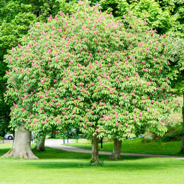 Red Horse Chestnut Aesculus