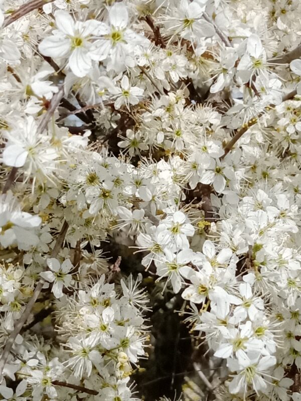 Blackthorn Hedging - Image 5