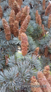 Blu Atlas Cedar cones