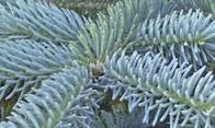Blue Spruce (Picea Pungens Glauca)