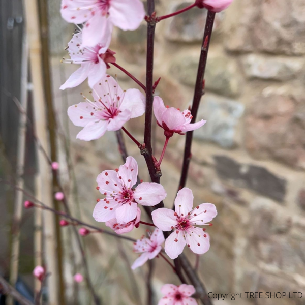 black cherry plum tree