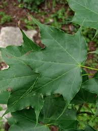 cappadocian maple leaf