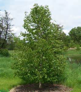 Cut leaved birch tree