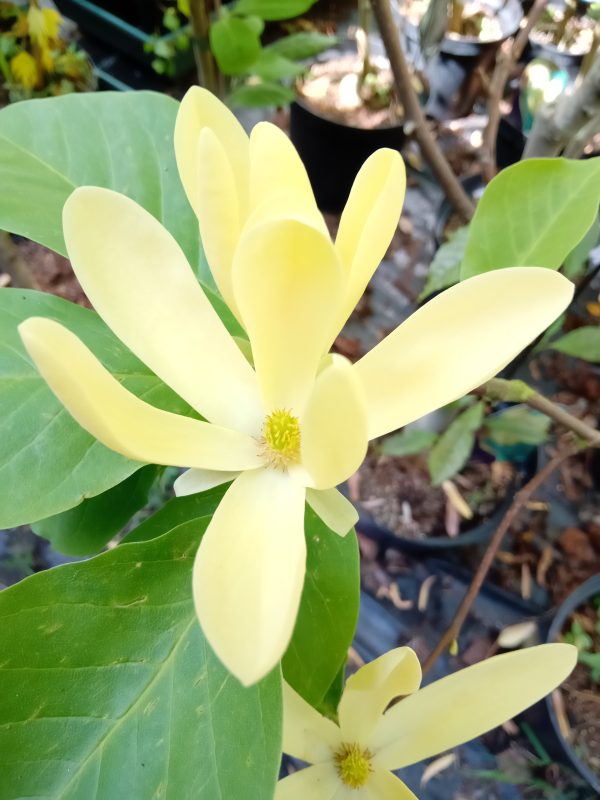 Magnolia Daphne YELLOW FLOWERS