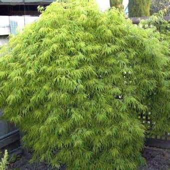 acer dissectum maple leaf