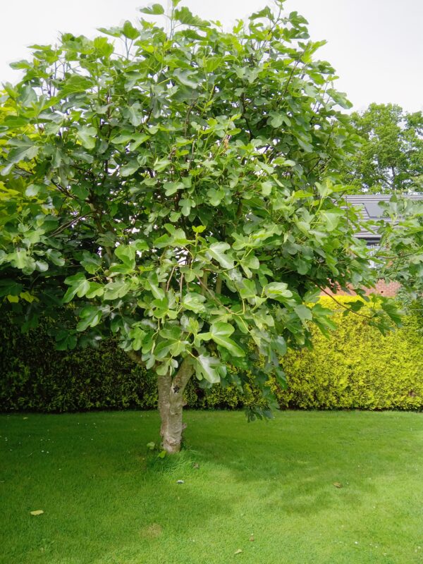 Fig Tree 'Brown Turkey' - Image 3