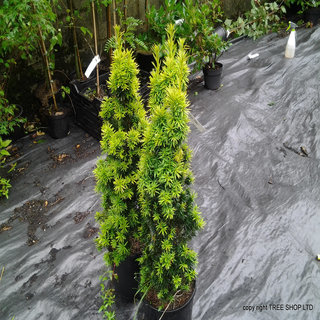 Golden Irish Yew (Taxus Baccata 'fastigata Aureomarginata')