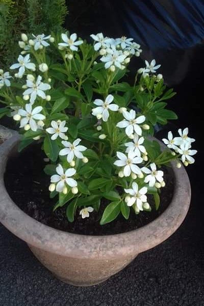 Choisya ternata (Mexican Orange Blossom)