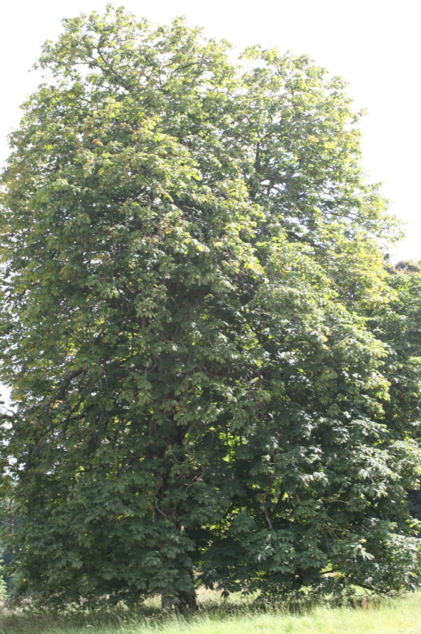 Horse Chestnut Trees - Image 3