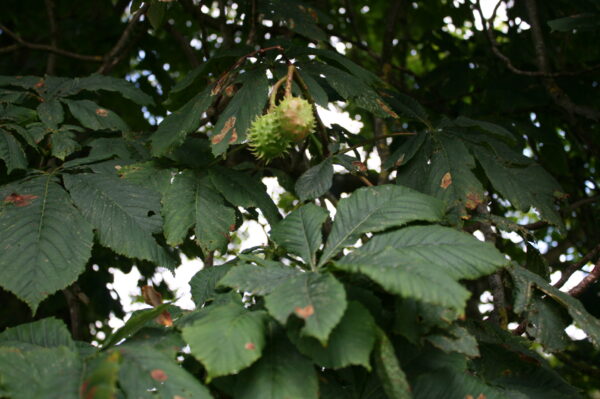 Horse Chestnut Trees - Image 4