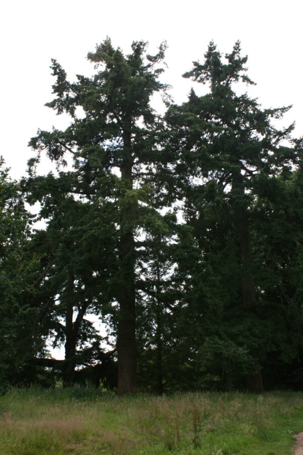 Douglas Fir