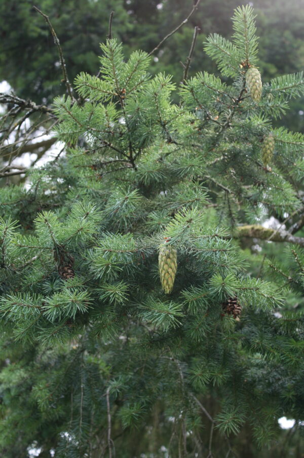 Douglas Fir - Image 2