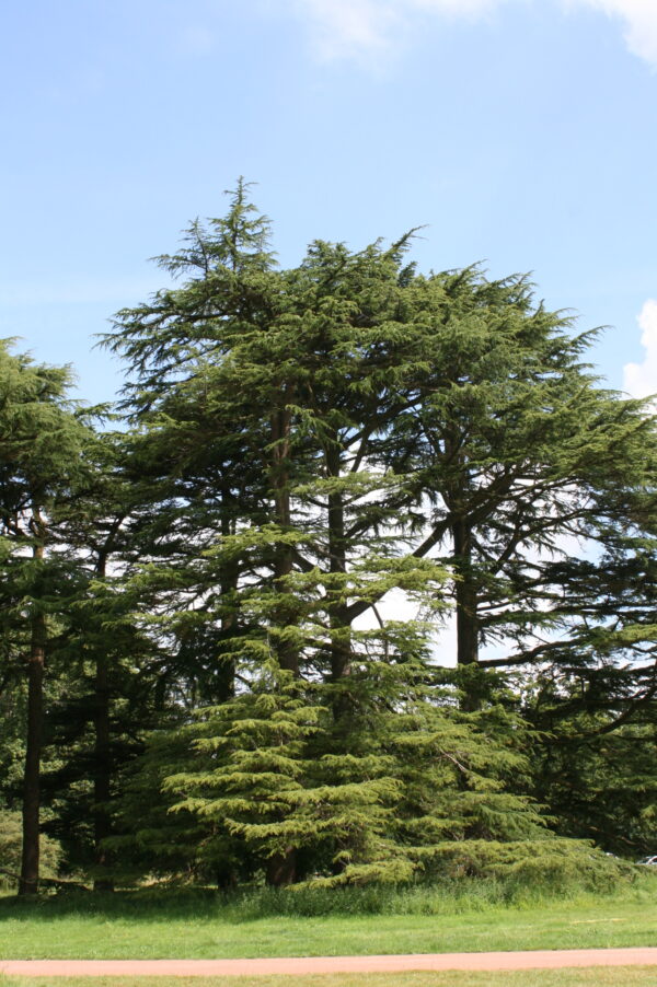 Cedar of Lebanon Tree