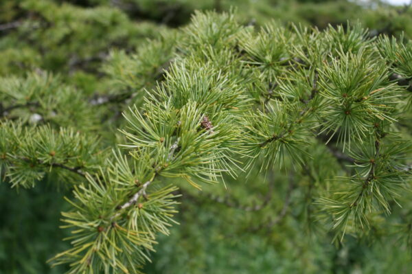 Cedar of Lebanon Tree - Image 2