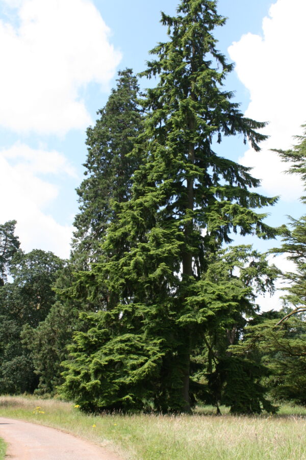 Western Hemlock Hedging