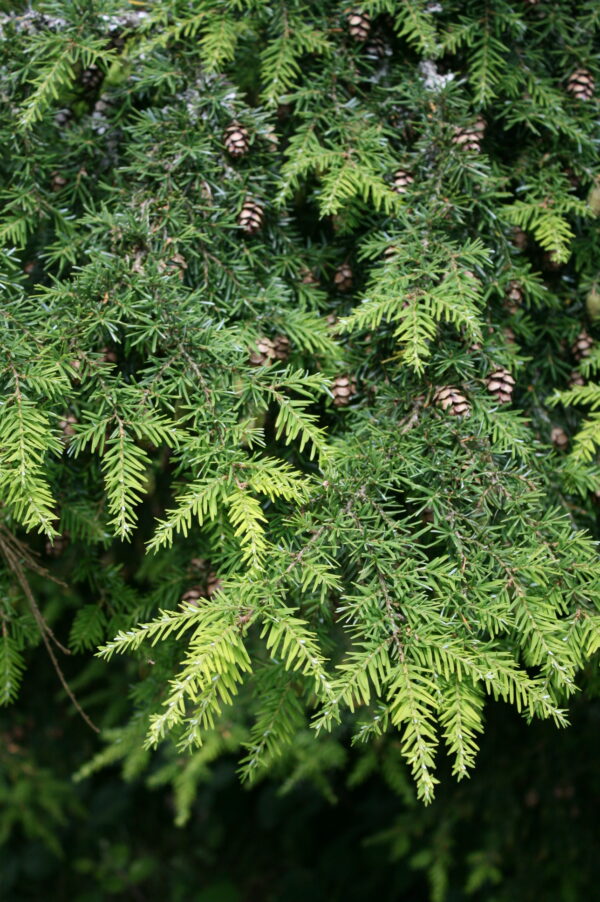 Western Hemlock Hedging - Image 2