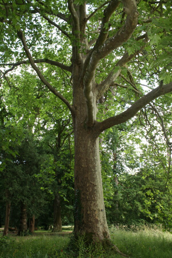 London Plane Trees