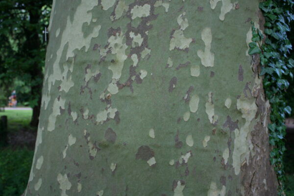 London Plane Trees - Image 3