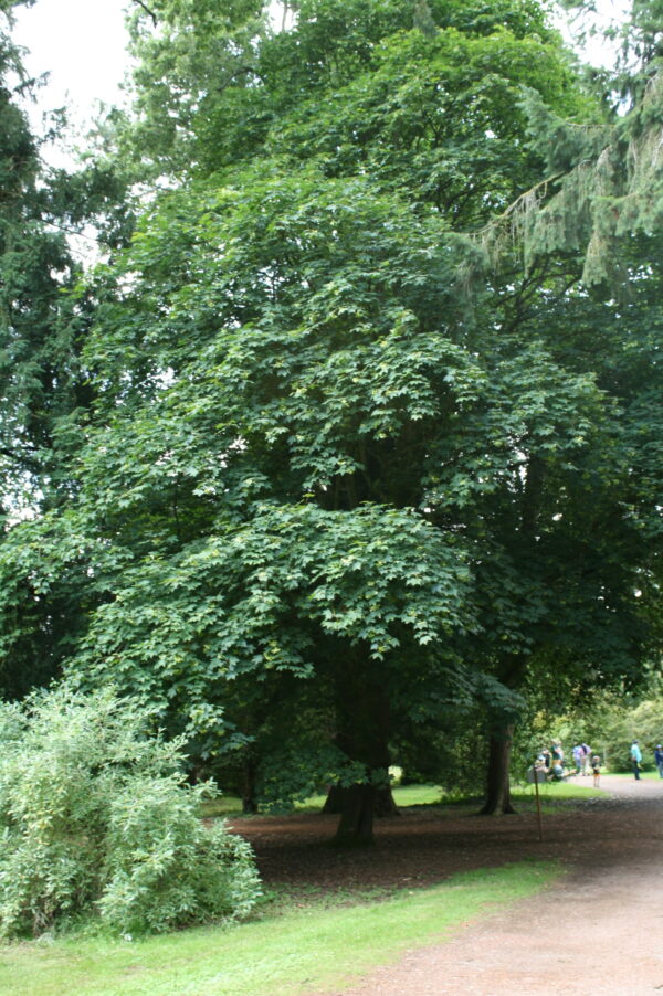 Cappadocian Maple