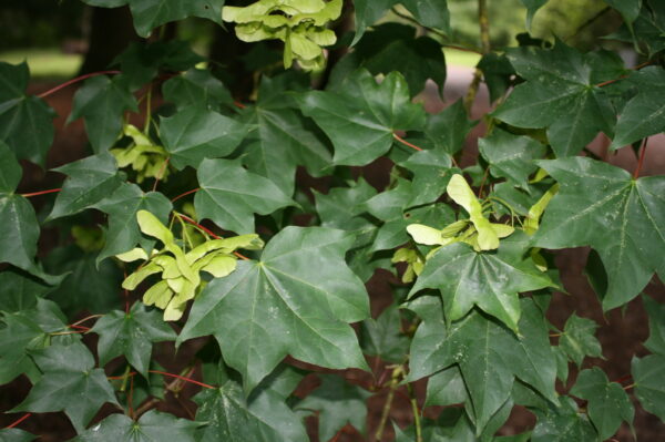 Cappadocian Maple - Image 3