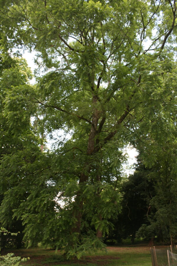 Black Walnut trees - Image 2