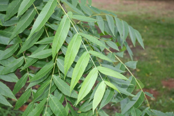Black Walnut trees - Image 3