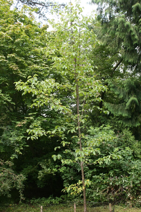 Pillar Apple trees