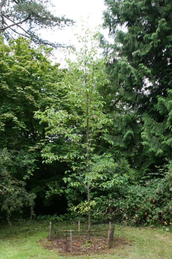 Pillar Apple trees - Image 4