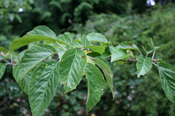 Pillar Apple trees - Image 5