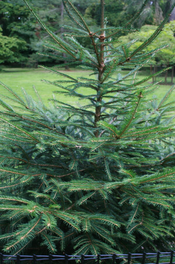 Norway Spruce Christmas Tree
