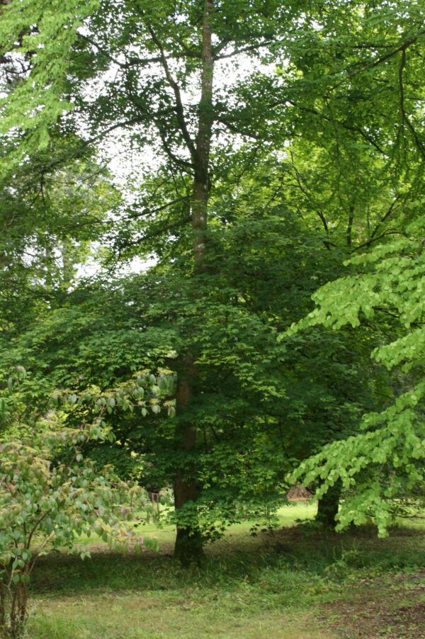Sugar Maple Tree - Image 3