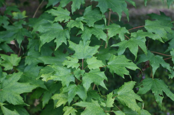 Sugar Maple Tree - Image 2